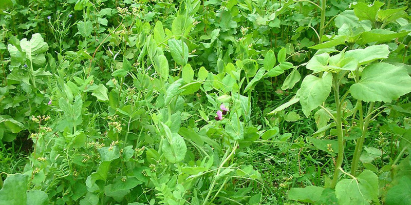 Pflanzen auf Feld