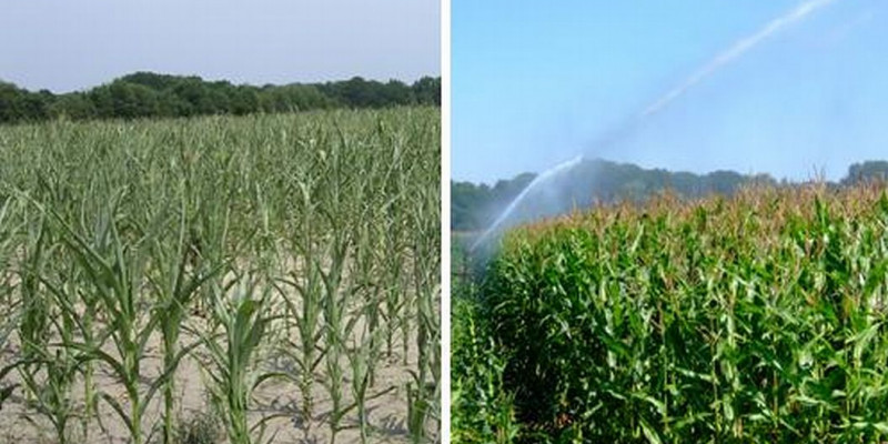 Unberegneter Mais und beregneter Mais im Vergleich zu sehen
