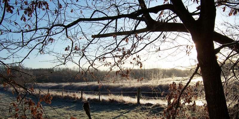 Winterlandschaft mit Baum im Vordergrund