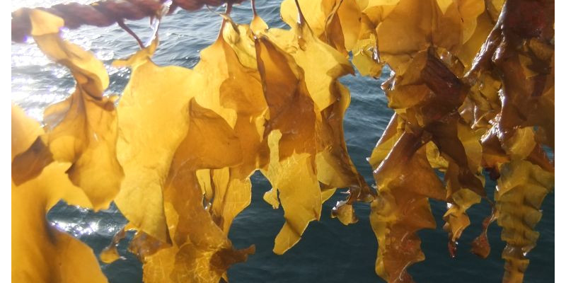 Algen hängen an einem Seil über der Meeresoberfläche