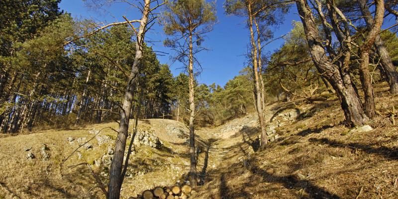 Vereinzelte Bäume an einem Hang des Heinbergs.