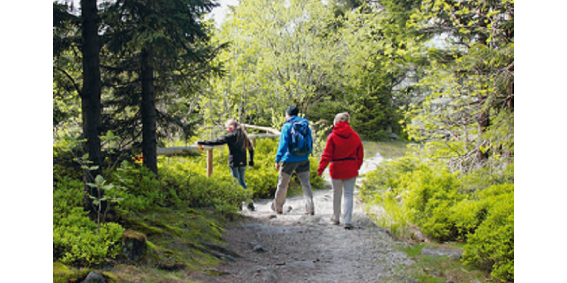 3 Menschen wandern im Wald auf dem Wanderweg und wollen einen Steg nach links überqueren.