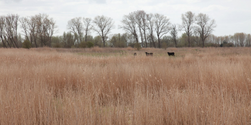 Einzelne Wasserbüffel stehen auf einer Fläche mit hohem Gras