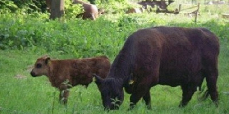 Eine dunkle Mutterkuh frisst mit ihrem Kalb auf der Weide. Im Hintergrund sind andere Tiere und in der Ferne Bäume zu sehen.
