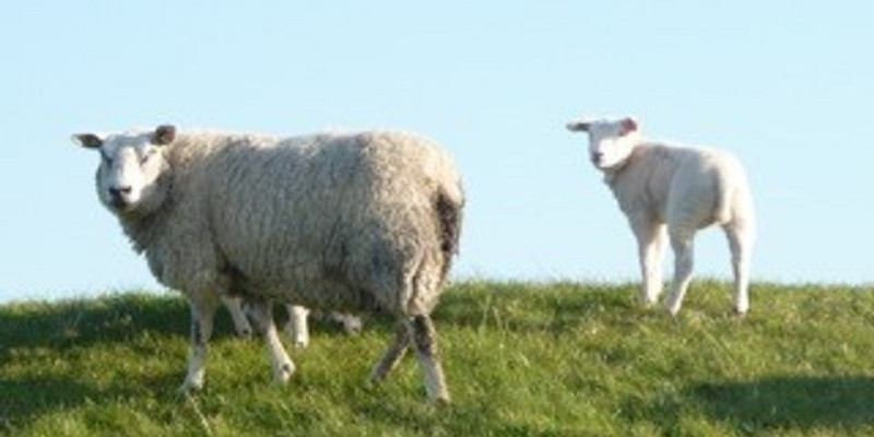 Das Mutterschaf steht mit einem Lamm auf der Salzwiese und schauen in die Kamera.