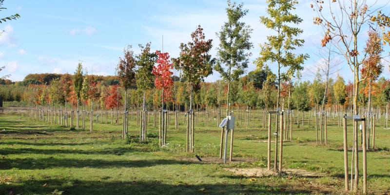 Das Bild zeigt das Versuchsfeld mit 135 Bäumen (9 unterschiedlichen Baumarten in 3 Substraten) d 