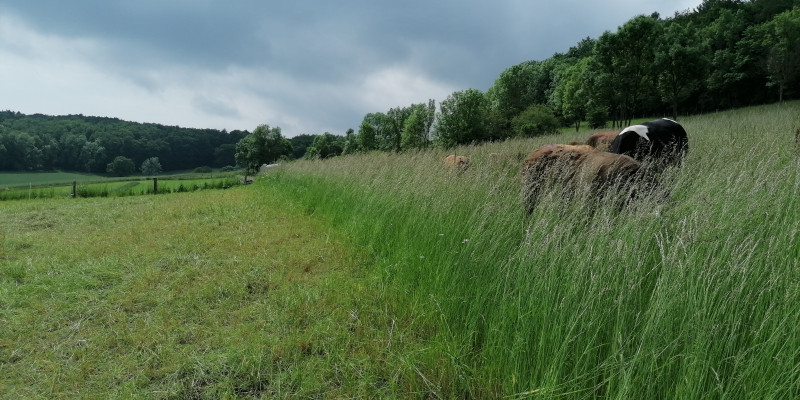 Das Bild zeigt einen Ausschnitt des Mob-Grazing Versuchs (2021)