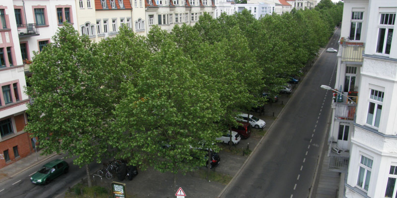 Die Straße wurde begrünt. 2016 prägen die Bäume  maßgeblich den Charakter der Straße - ein Argument für das Konzept.