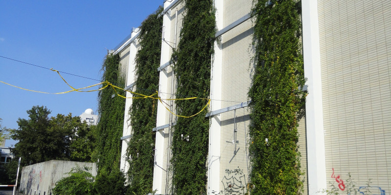 Die begrünte Fassade zeigt verschiedene Fassadenpflanzen im Spätsommer