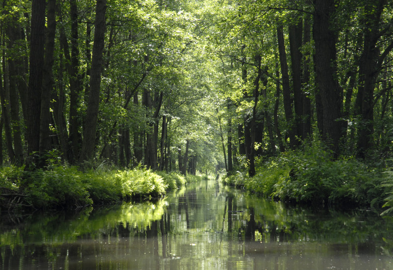 Kanal im Spreewald mit bewaldetem Ufer