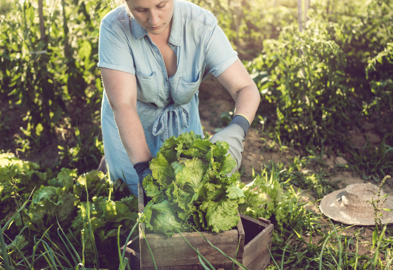Eine Frau erntet einen Kopfsalat im Garten.