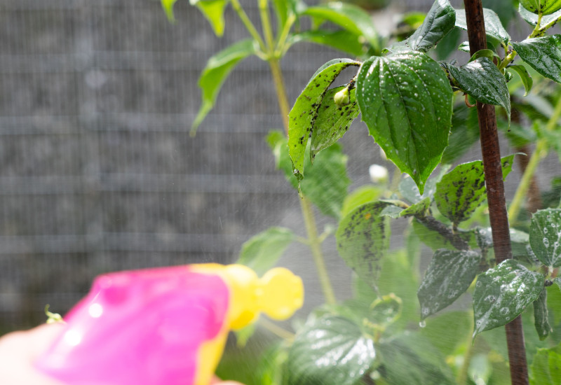 Eine Hand sprüht Flüssigkeit aus einer rosa Sprühflasche auf Pflanzenblätter, die von schwarzen Blattläusen befallen sind, im Freien in einem Garten.
