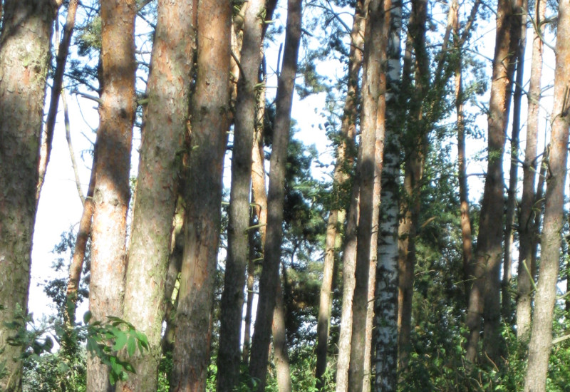 Das Bild zeigt Kronenverlichtung der Bäume des Ökosystems Wald im Unterholz und einen undurchdringlichen Zuwachs an Brombeergestrüpp.