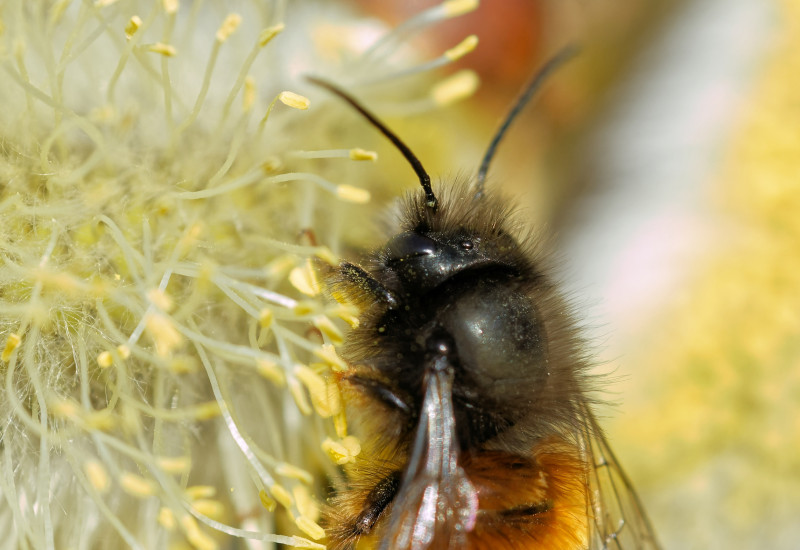 Mauerbiene bei der Pollensuche