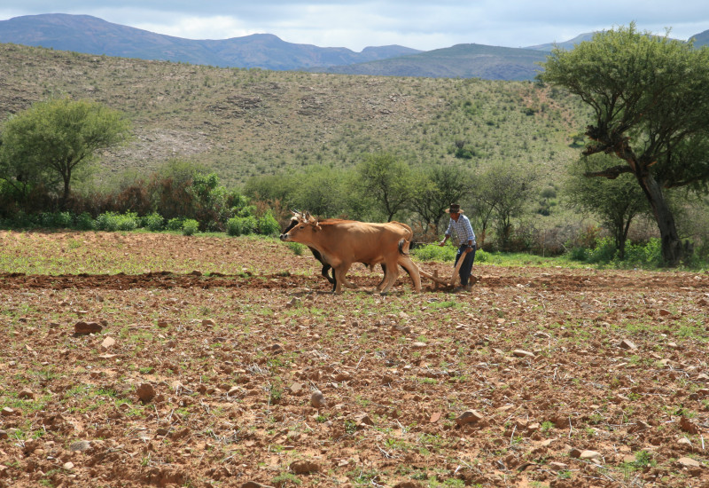 A farmer plows a field with a ox plow