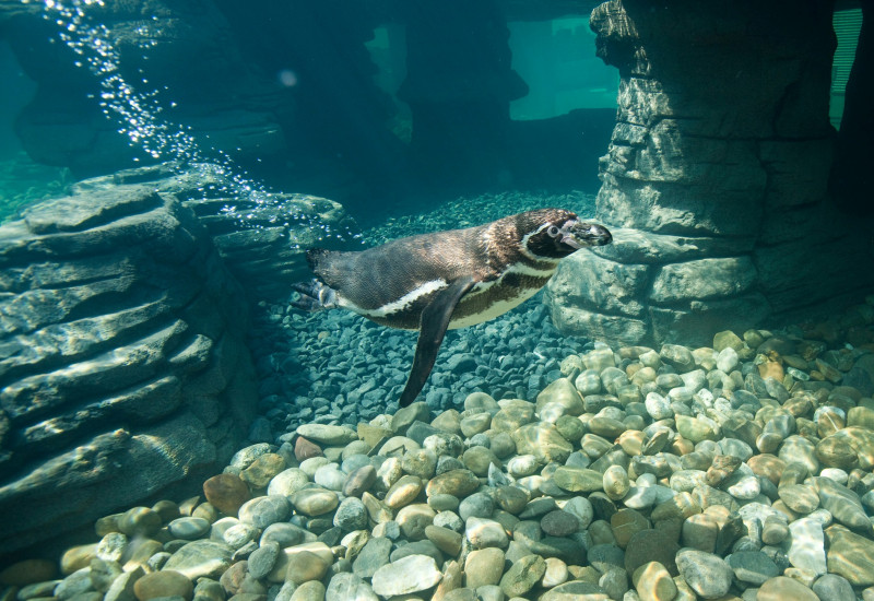 Johannes-Maria Schlorke/OZEANEUM Stralsund