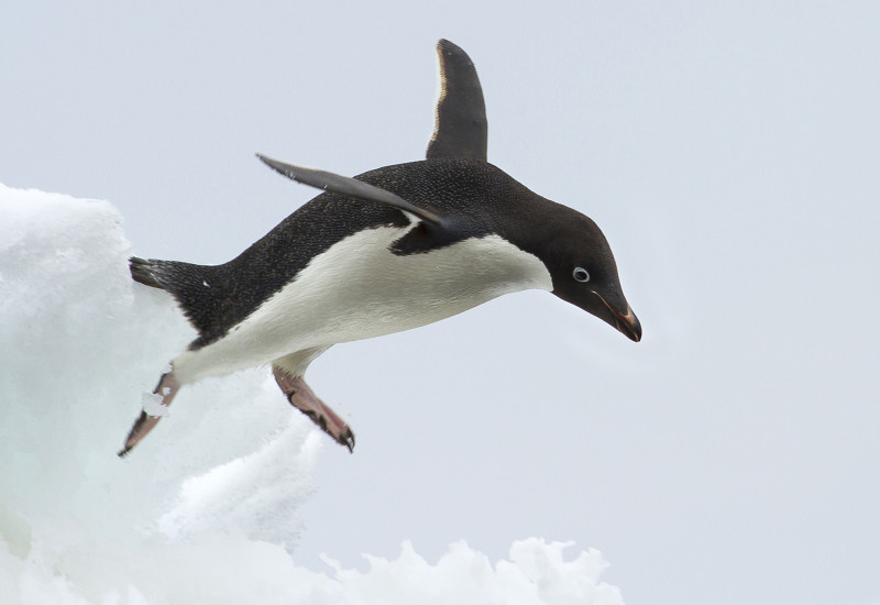 Springender Pinguin