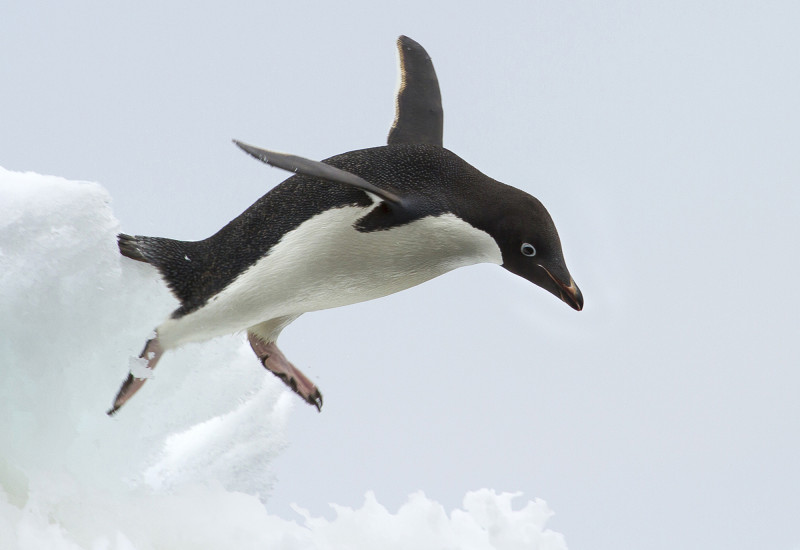 Springender Pinguin