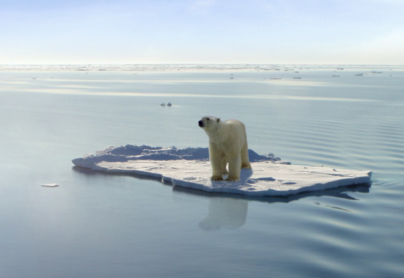 Eisbär auf Eisscholle