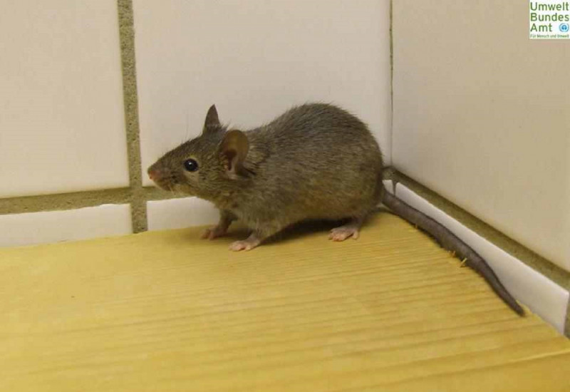 Hausmaus