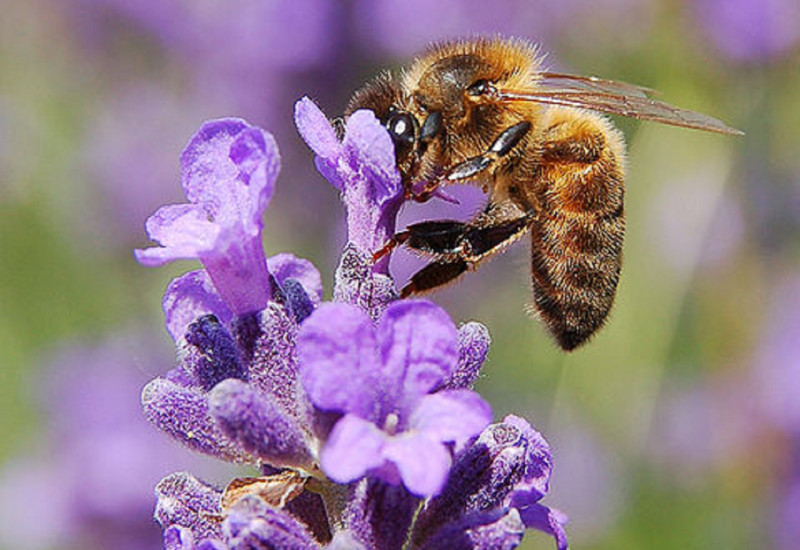 Honigbiene auf einer Blume
