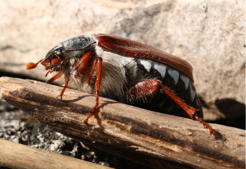 Maikäfer auf einem Stück Holz