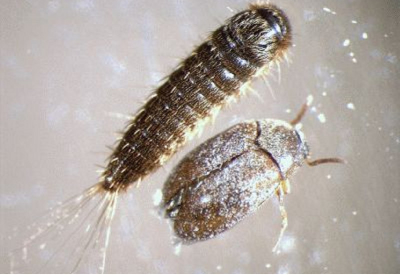 Männlicher adulter Käfer und Larve eines Braunen Pelzkäfers
