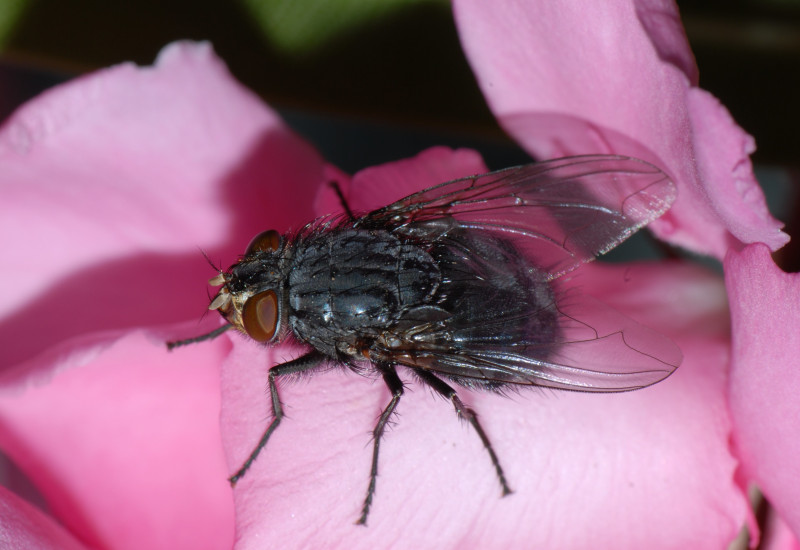 Blaue Schmeißfliege