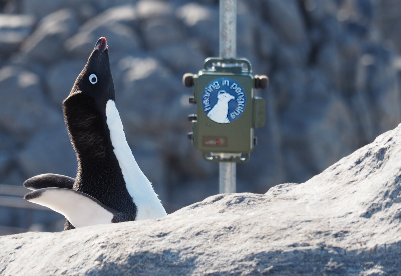 Ein Pinguin vor einem Messgerät.