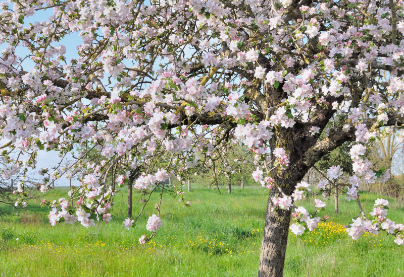 Blühender Apfelbaum auf einer Wiese