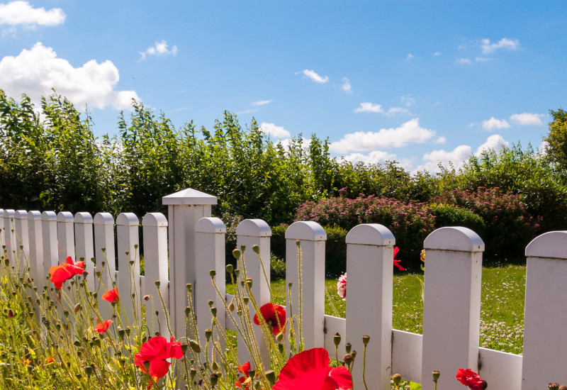 Klatschmohn vor weißem Holzzaun