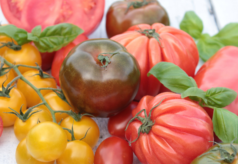 Sammlung von Tomaten in unterschiedlichen Formen und Farben