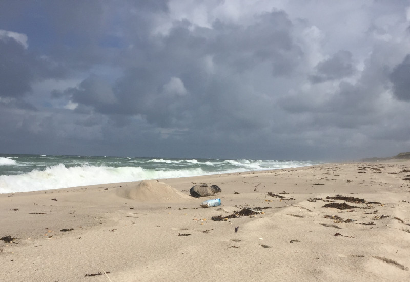 Seehund am Strand