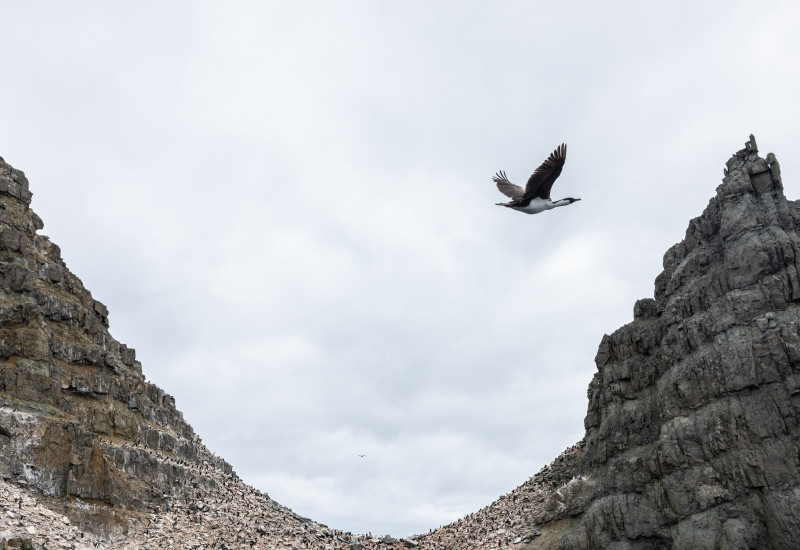 Steile felsige Insel mit brütenden Pinguinen und einem vorbeifliegenden Kormoran.