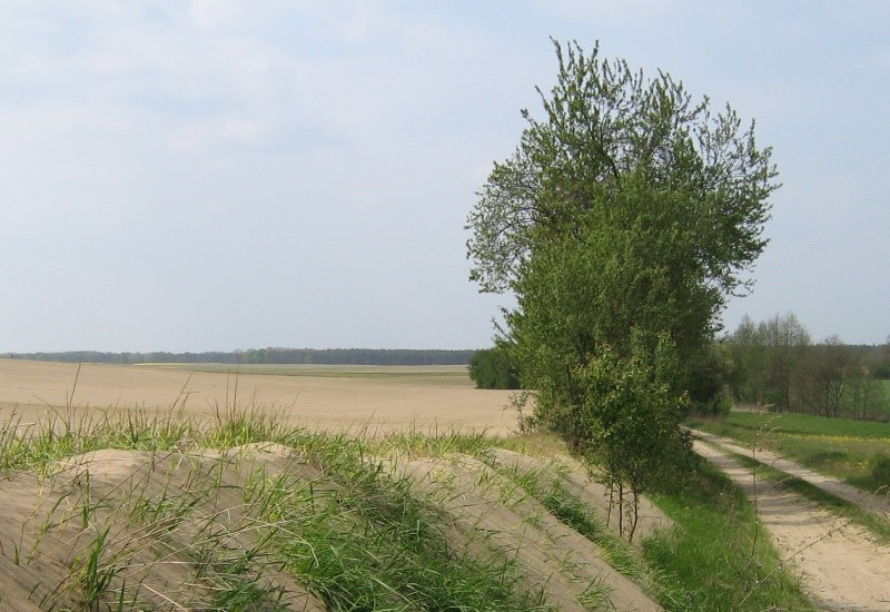 Bodenverlagerung durch Wind bei Worin in Brandenburg 
