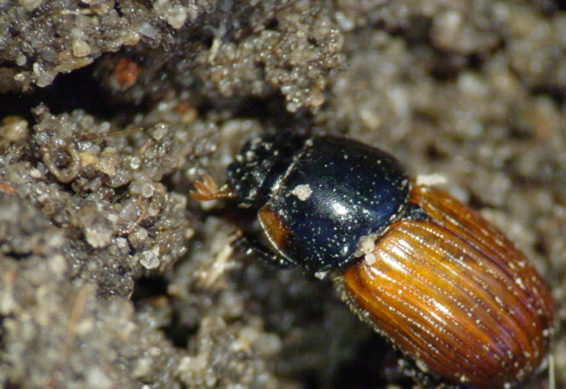 Das Bild zeigt einen Dungkäfer der Art Aphodius (Agrilinus) constans aus einem Zuchtansatz. Diese Käfer sind Standardtestorganismen (nach OECD Guidance Document 122) in der Umweltrisikobewertung von Antiparasitika zur Behandlungen auf der Weide.