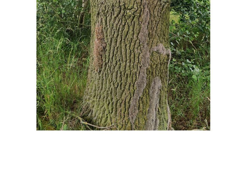 Raupen des Eichenprozessionsspinners wandern an einem Baumstamm empor.