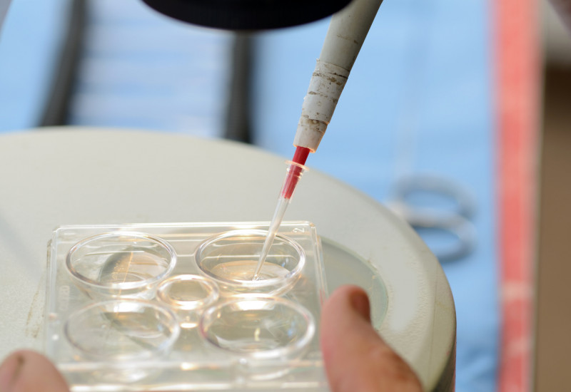 Foto einer Transferpipette, mit der Kalb-Embryonen in einem Zuchtlabor aufgenommen werden.