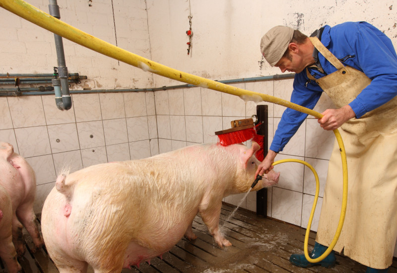 Das Bild zeigt einen weiß gekachelten Raum, in dem von einer Person in Arbeitskleidung mit Schürze und Gummistiefeln, die trächtigen Sauen abgeduscht werden.