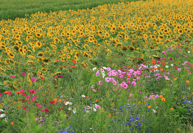 Meadow with different blossoming flowers