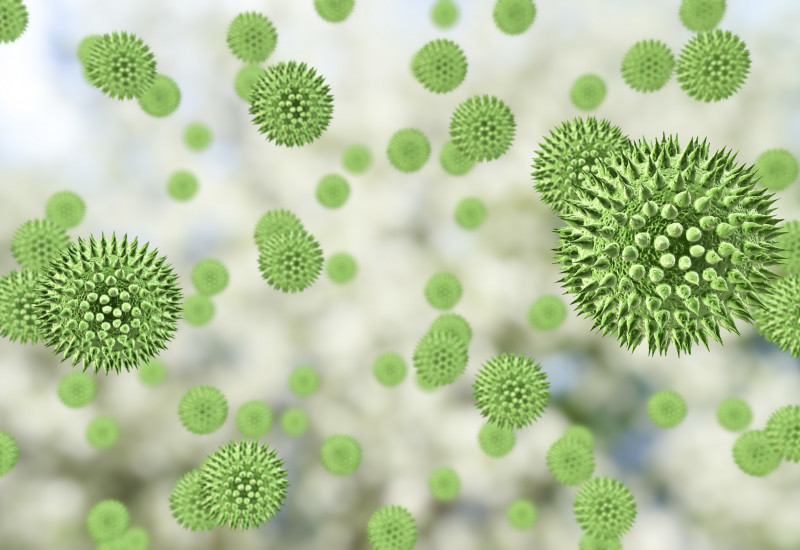 Illustration mit stark vergrößerter 3D-Darstellung von Pollenkörnern