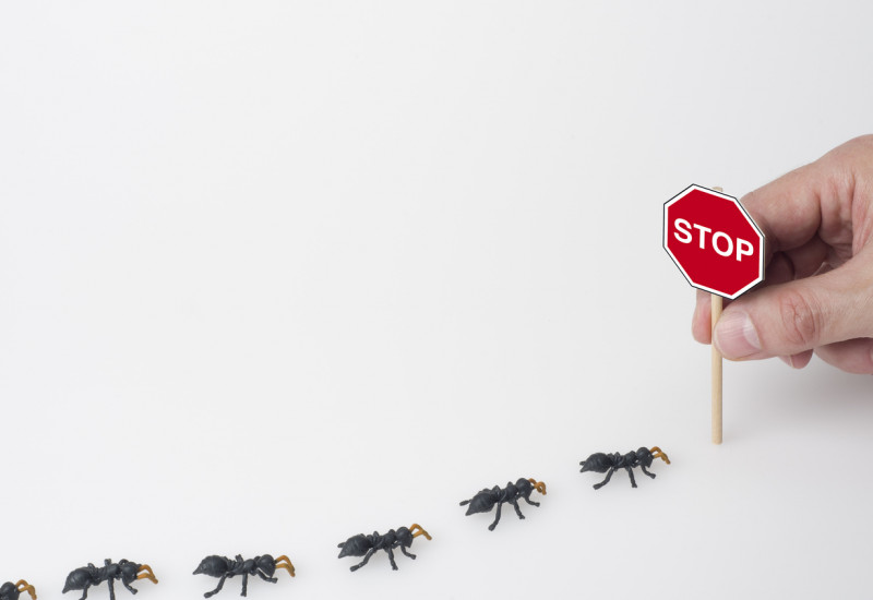 Ameisen werden gestoppt