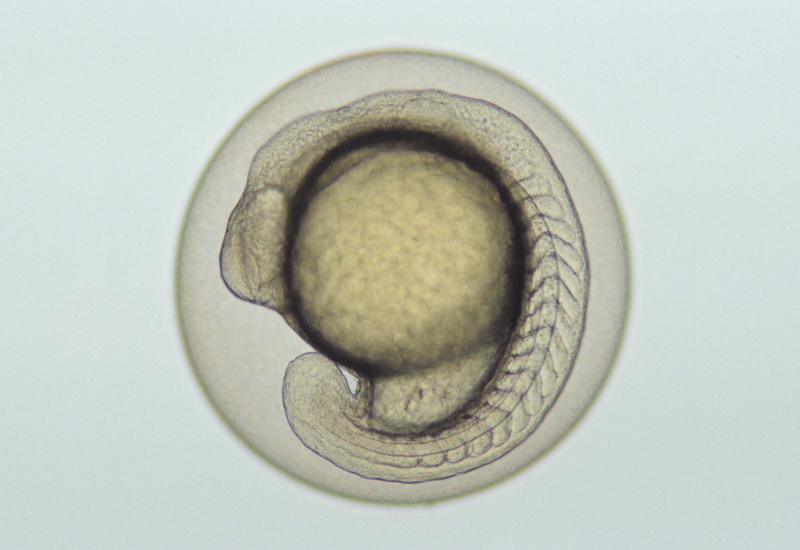 Fischembryo
