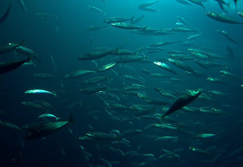 Fische schwimmen im Wasser