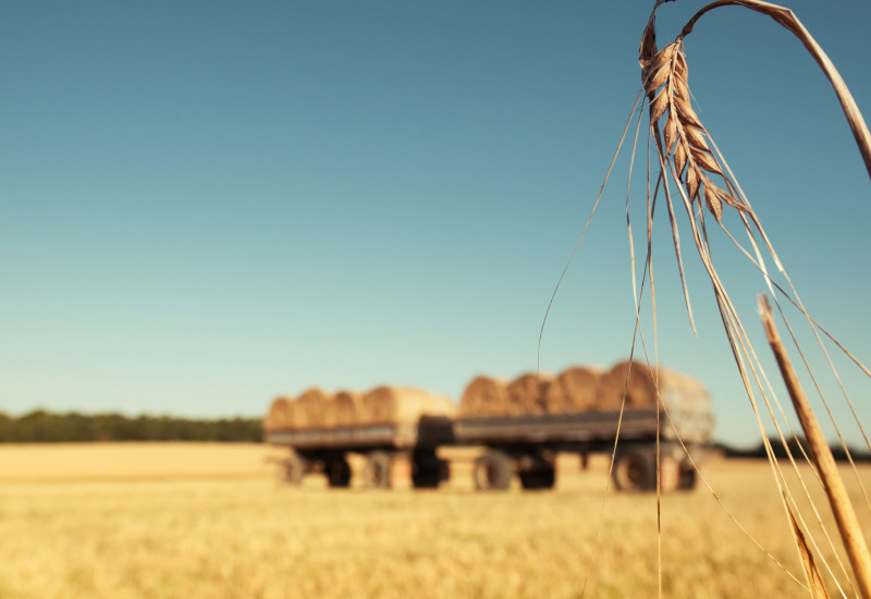 Stopelacker mit landwirtschaftlichem Anhänger der mit Strohballen beladen ist - im Vordergrund steht noch eine einzelne Ähre