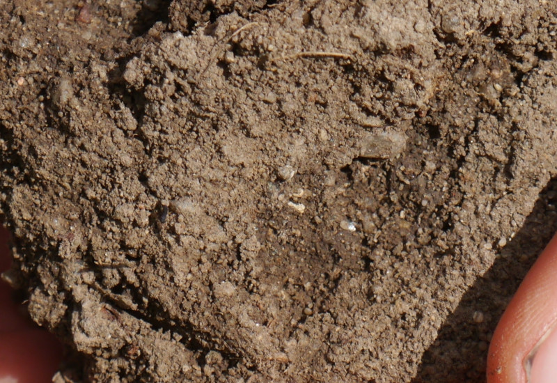 Soil in a child's hand