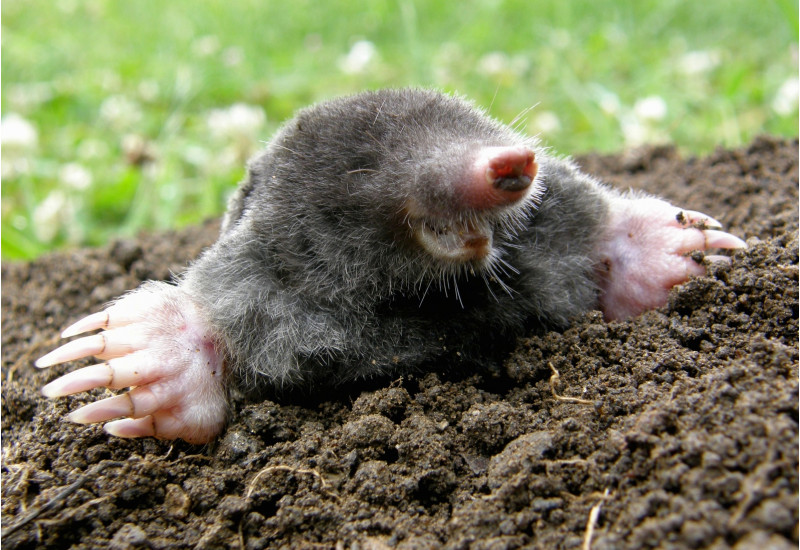 A mole on the surface.