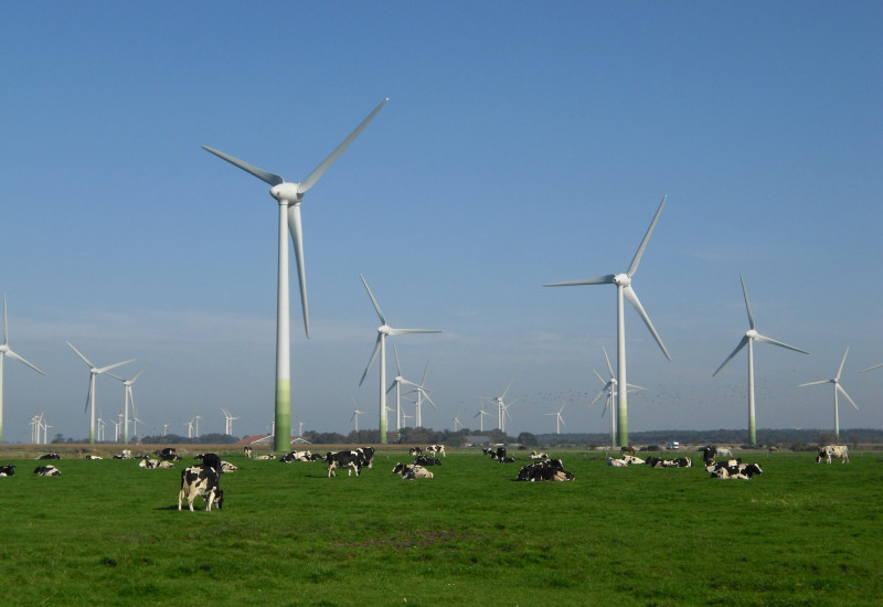 Windpark mit Kuhweide