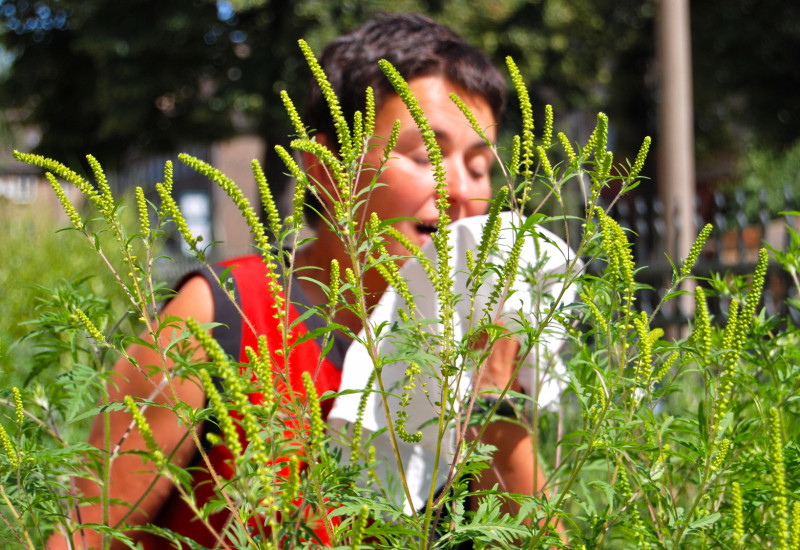 Frau steht vor hohen, gelb blühenden Ambrosiapflanzen und muss niesen