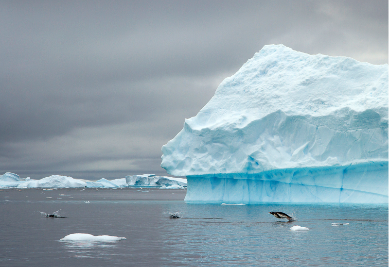 vor einem Eisberg springen Pinguine aus dem Meerwasser und tauchen spritzend wieder ein